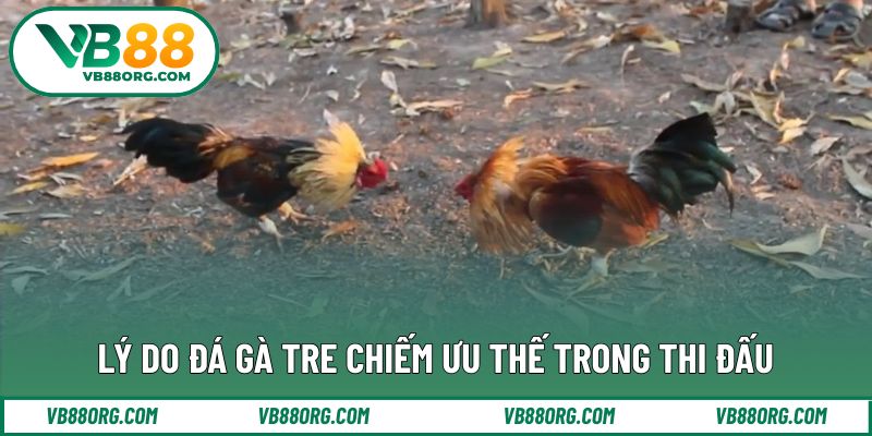 Lý do đá gà tre chiếm ưu thế trong thi đấu