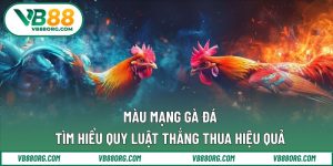 màu mạng gà đá