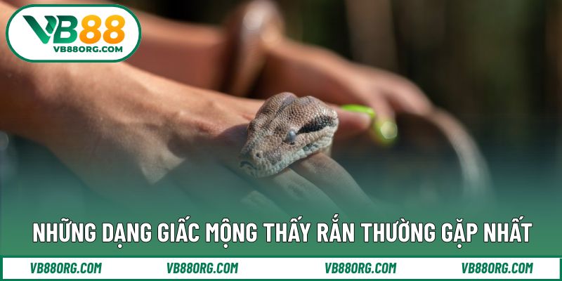 Những dạng giấc mộng thấy rắn thường gặp nhất